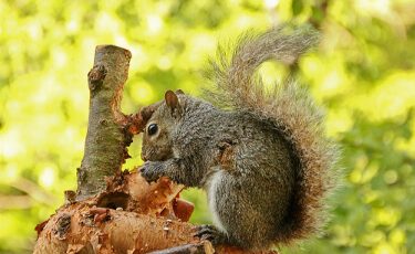 nuisance wild animal removal services