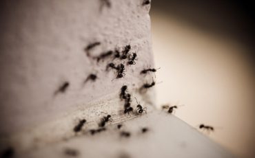 8 Ways to Get Rid of Carpenter Ants