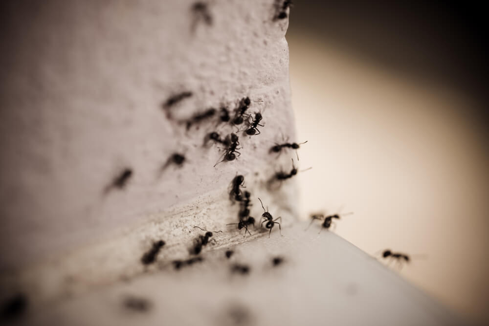 8 Ways to Get Rid of Carpenter Ants