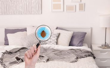 How Do I Know If My Bed Has Bed Bugs?