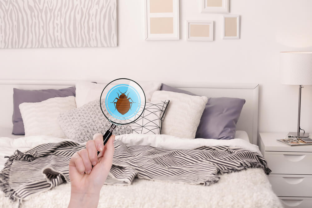 How Do I Know If My Bed Has Bed Bugs?