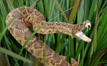 How to Remove Rattle Snake from Your Back Yard