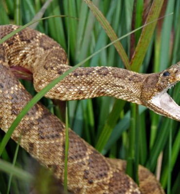 How to Remove Rattle Snake from Your Back Yard