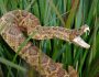 How to Remove Rattle Snake from Your Back Yard