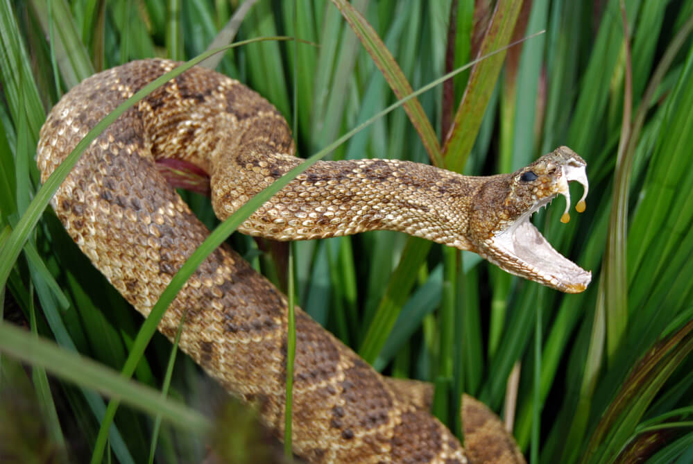 How to Remove Rattle Snake from Your Back Yard