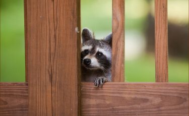 nuisance wild animal removal services