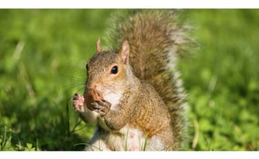 nuisance wild animal removal services