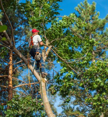 What Is a Tree Surgeon?