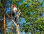 What Is a Tree Surgeon?