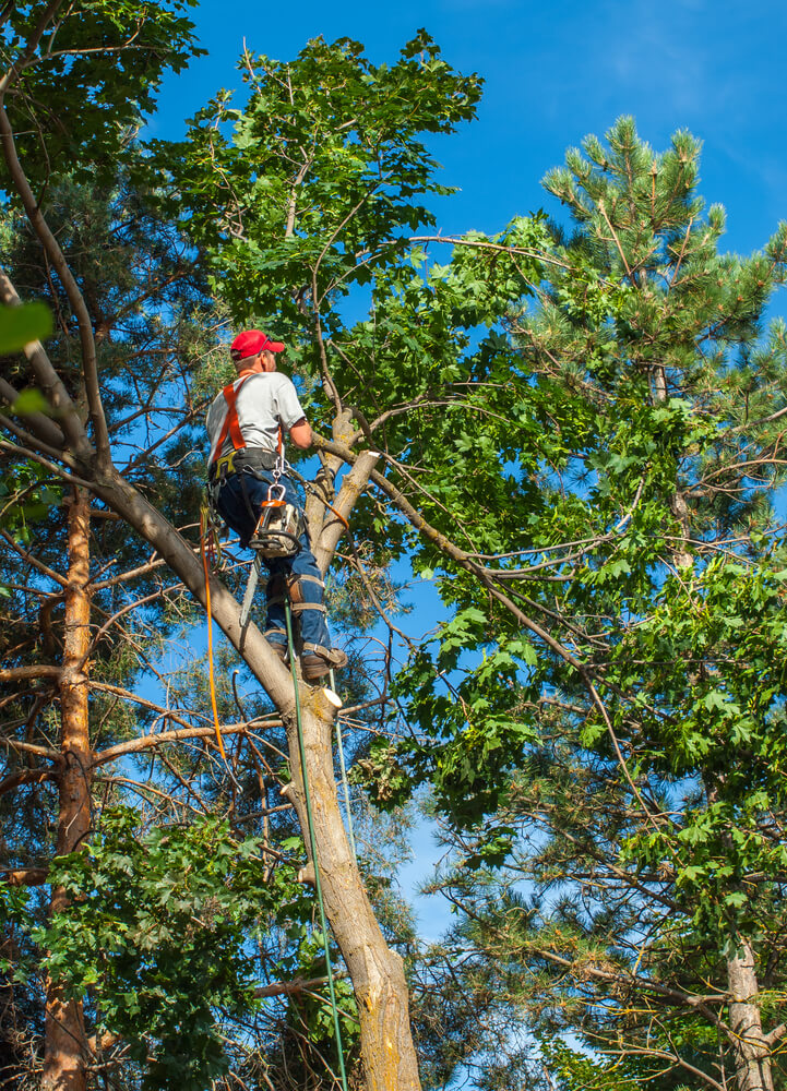 What Is a Tree Surgeon?