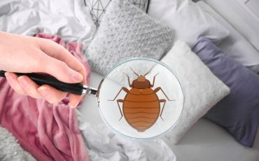 How Do You Get Bed Bugs in the First Place
