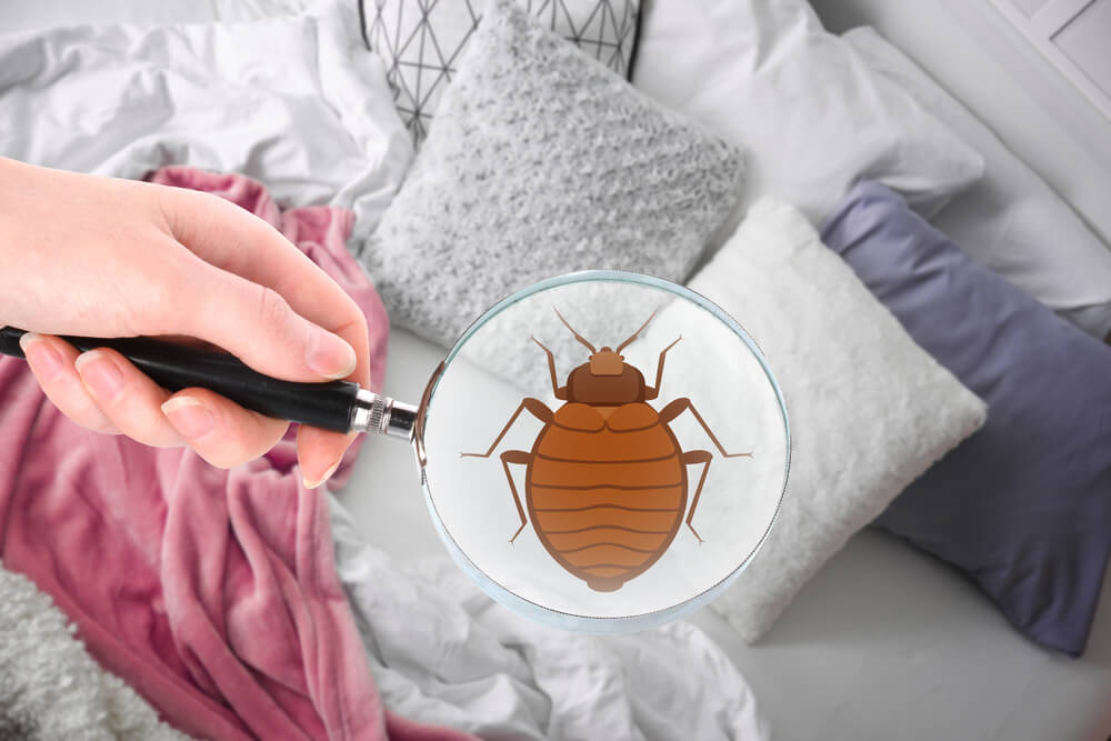 How Do You Get Bed Bugs in the First Place