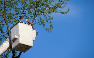 Will Homeowners Insurance Cover Tree Removal?