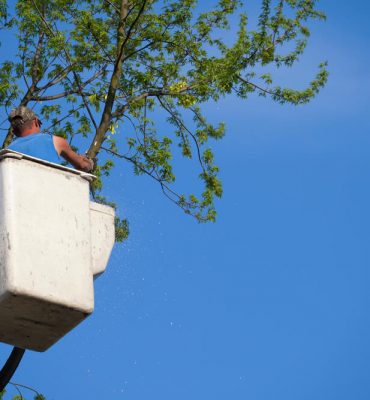 Will Homeowners Insurance Cover Tree Removal?